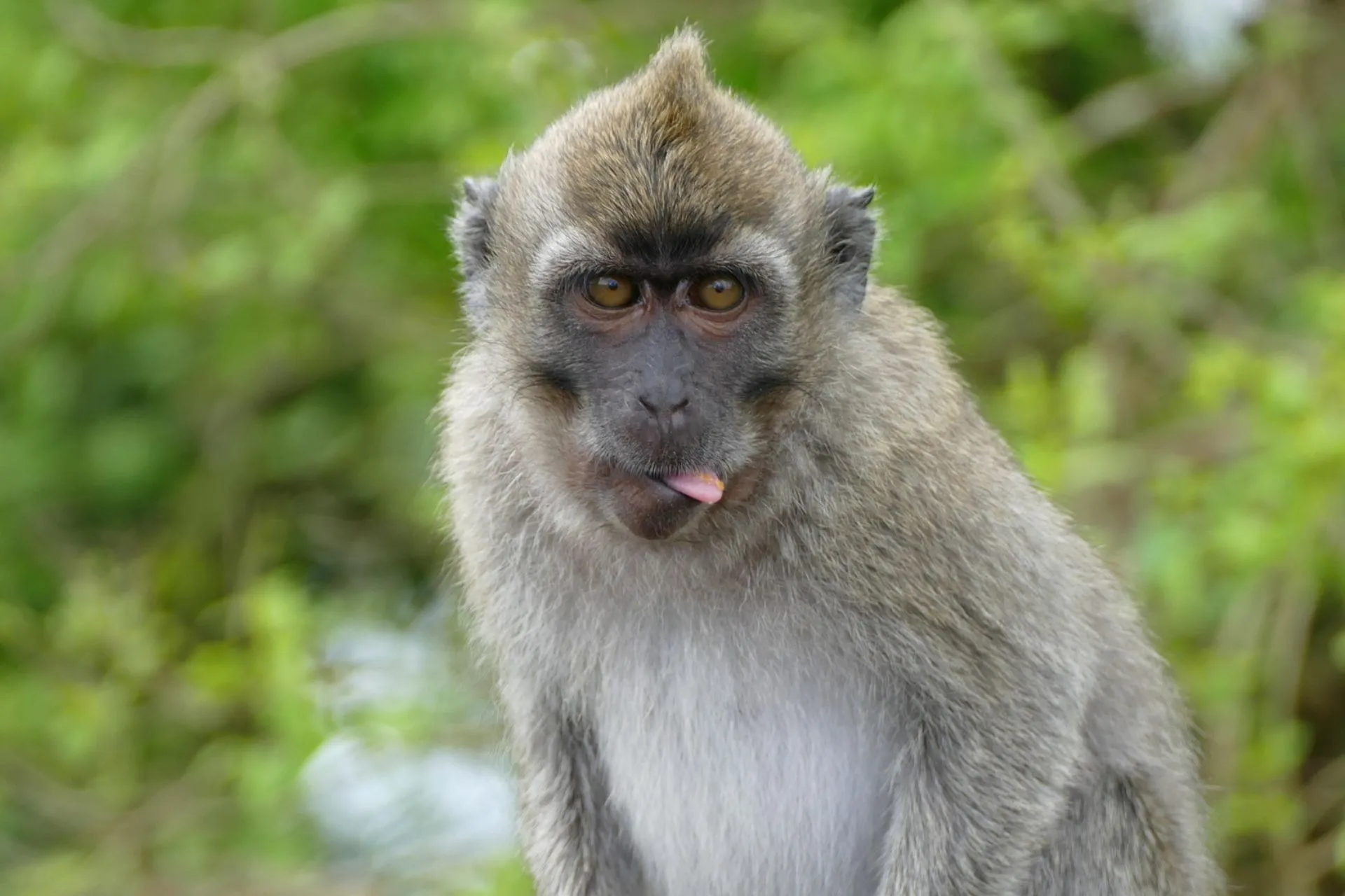 Ape in the Black River Gorges National Park, Mauritius