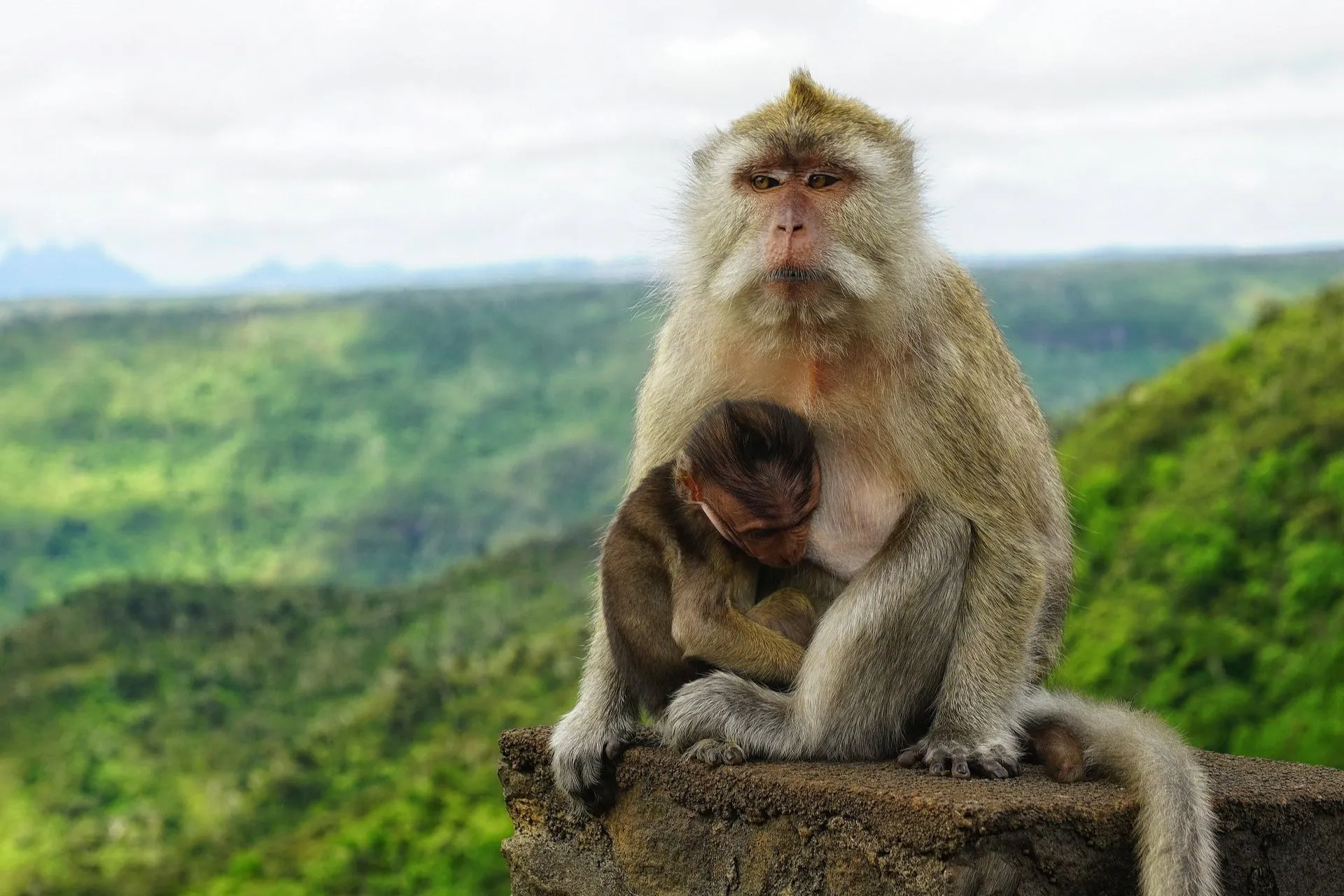 Monkeys in the Black River Gorges National Park, Mauritius