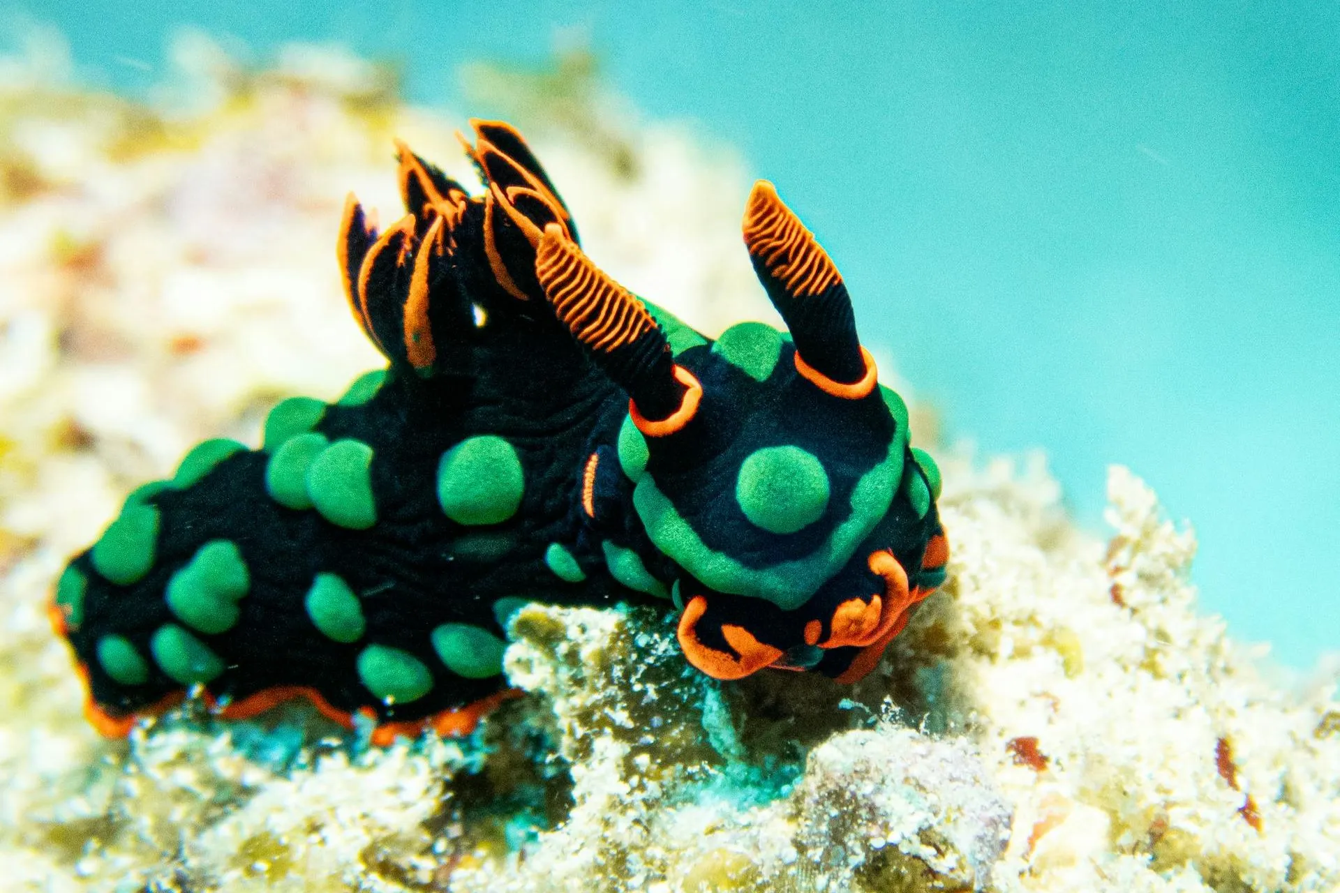 Flic en Flac beach snorkeling, Black River, Mauritius