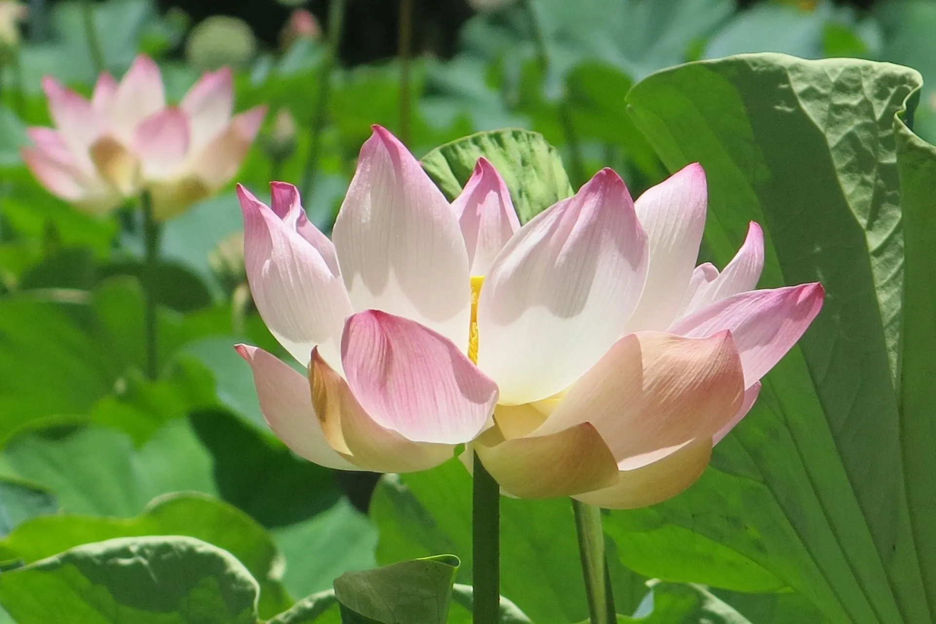 Sir Seewoosagur Ramgoolam Botanical Garden Pink Flower, Pamplemousses District, Mauritius
