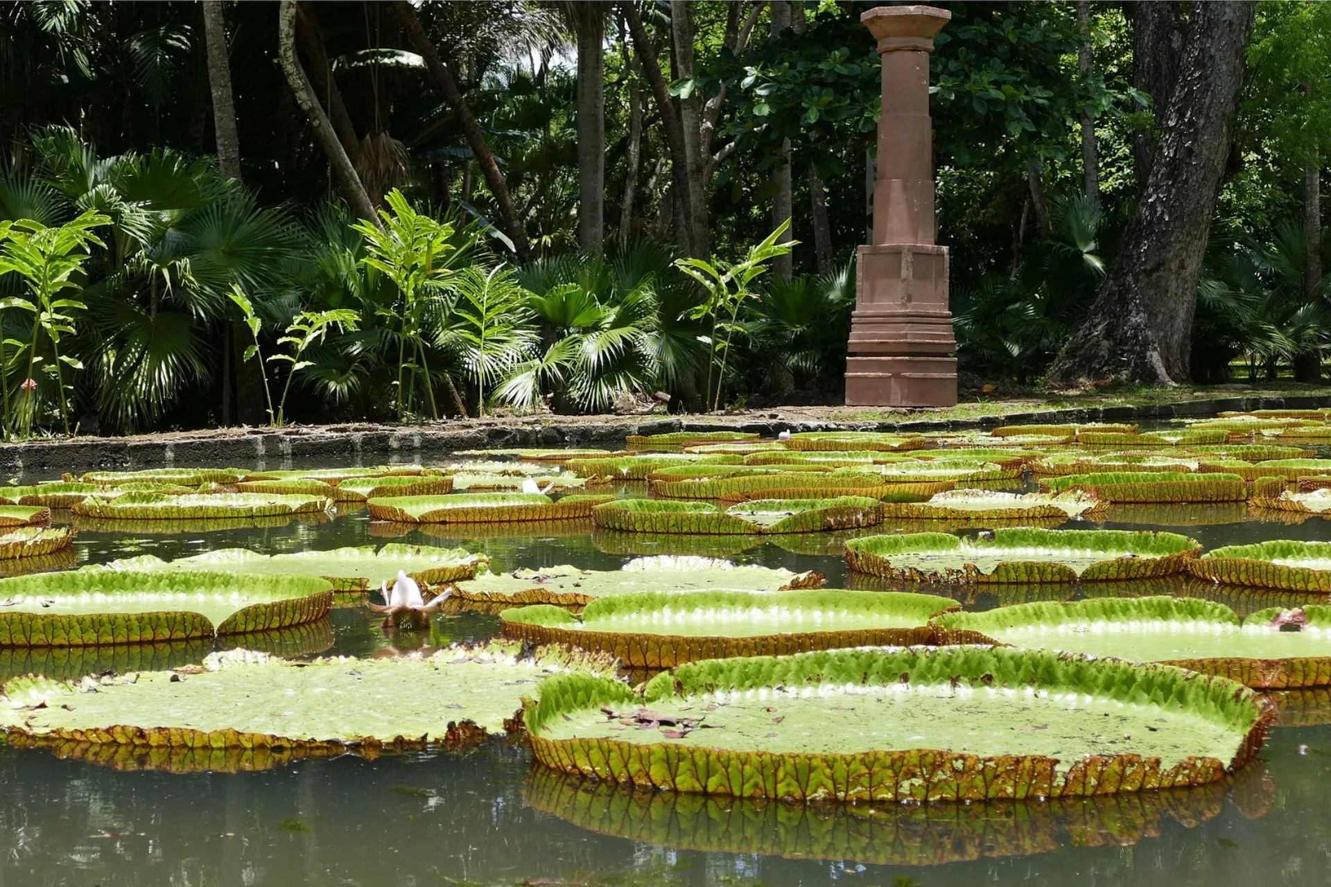 Giant water lilies in Sir Seewoosagur Ramgoolam Botanical Garden, Mauritius