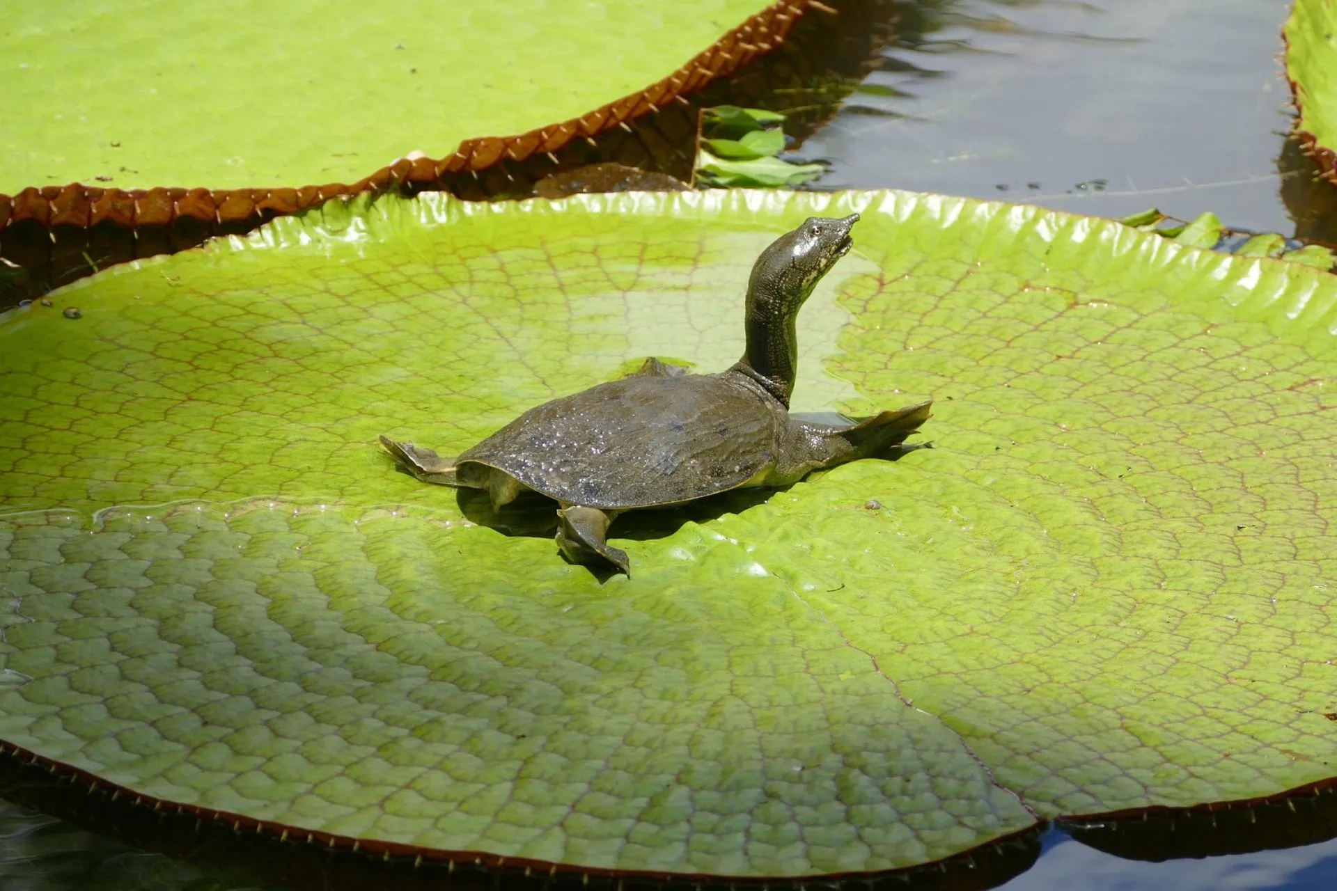 Turtle on a Giant water lilies in Sir Seewoosagur Ramgoolam Botanical Garden, Mauritius