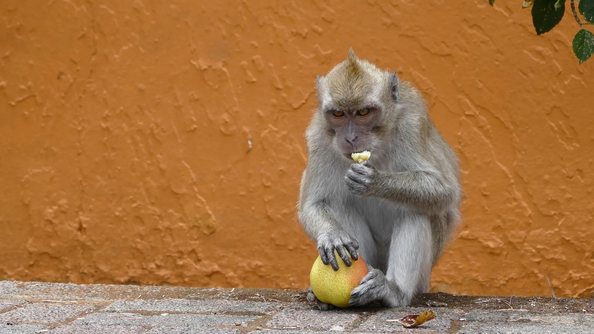 Eating monkey, Mauritius