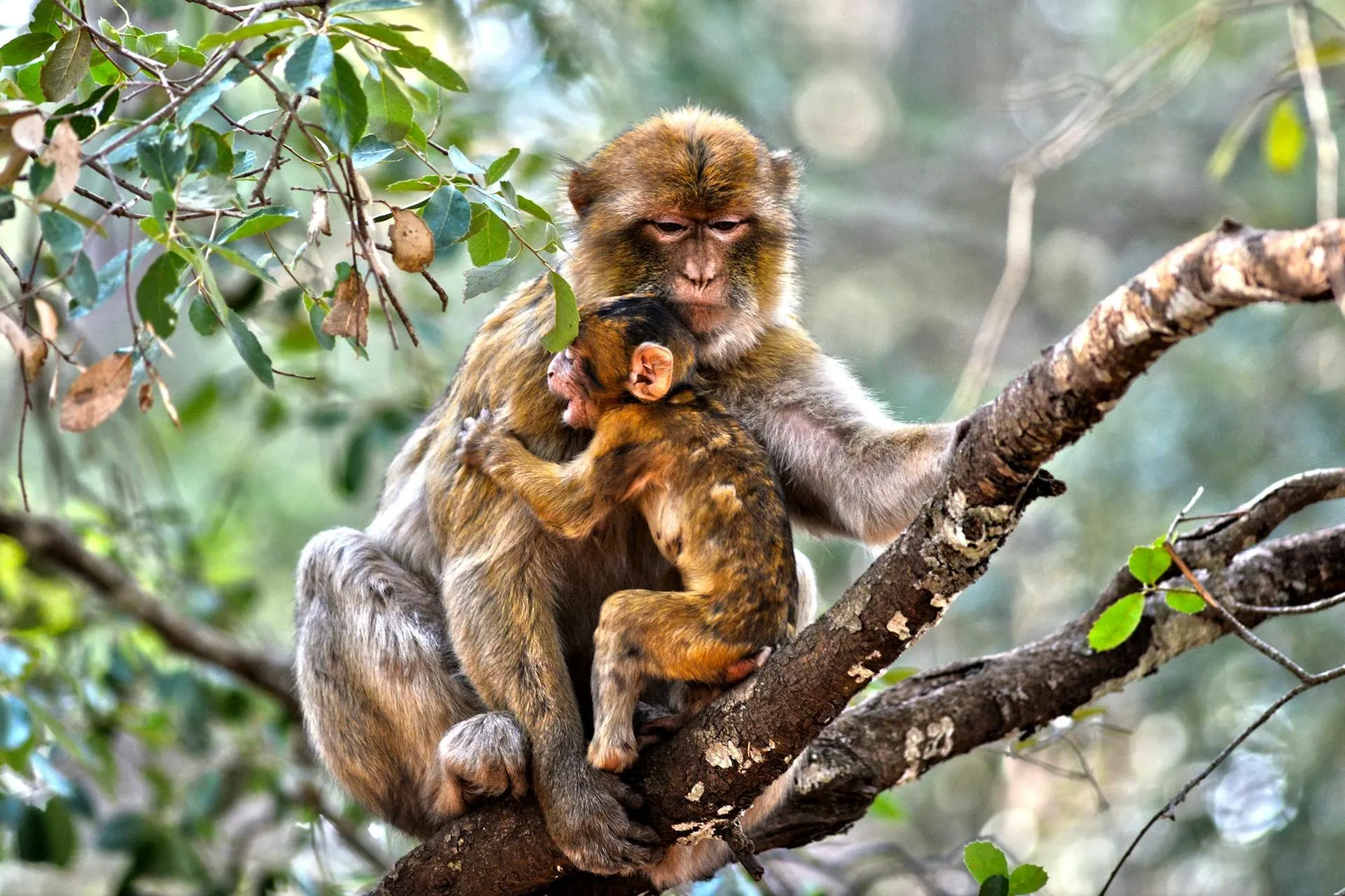 Two Barbary Macaques in Ifrane Monkey Forest, Middle Atlas Mountains, Morocco