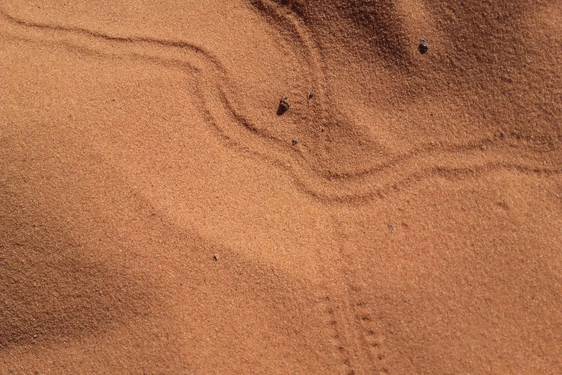 Animal footprints in the Sand of Merzouga Desert, Morocco