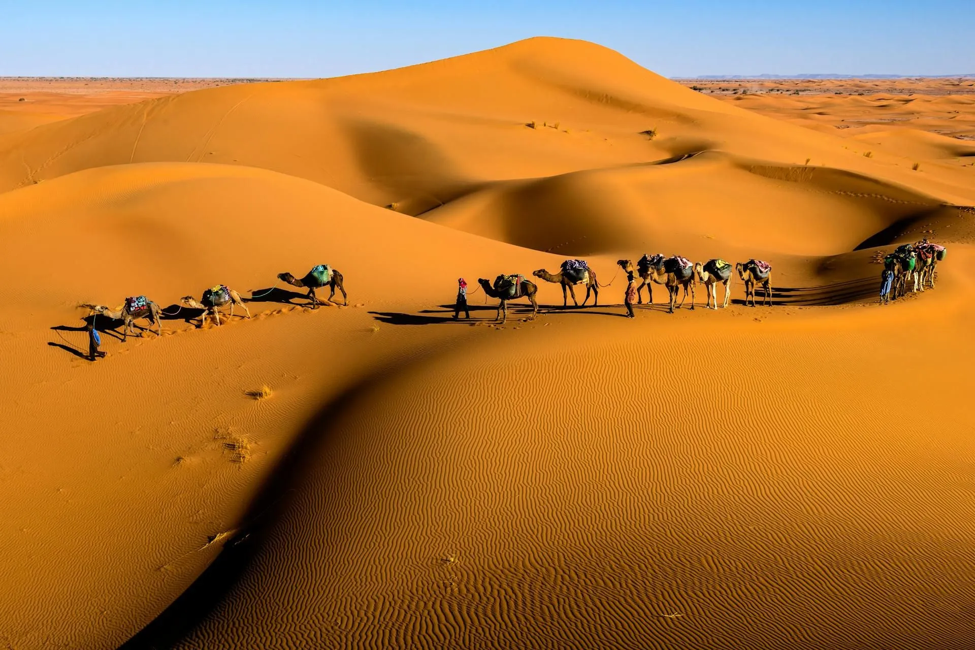 A Camels Walking in Zagora Desert, Morocco