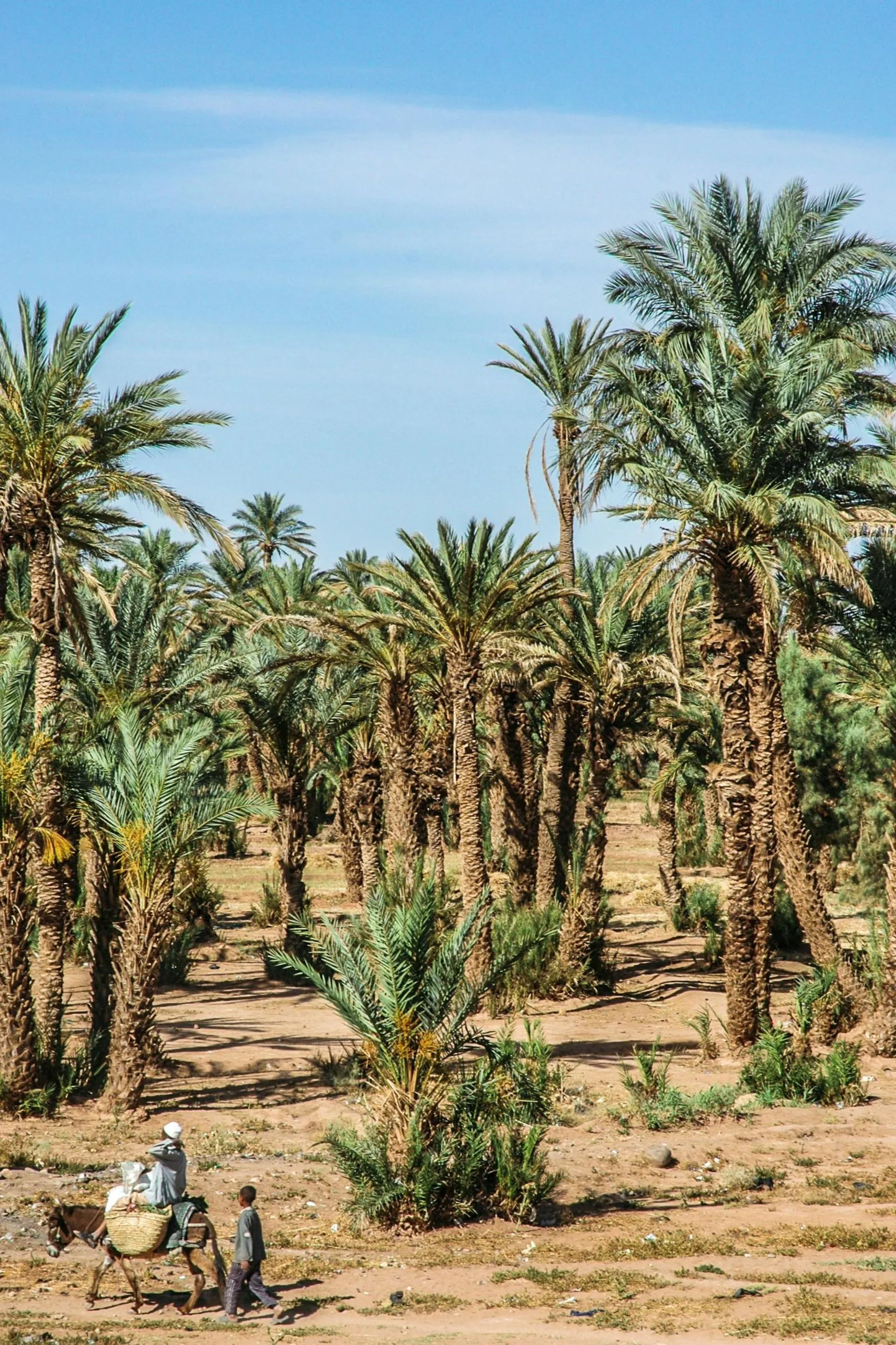 Palm Trees Plantation in Zagora Desert, Morocco