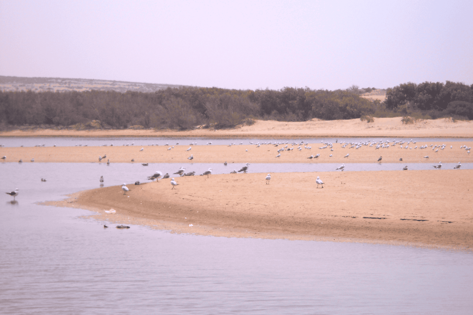 The Souss Massa National Park in Agadir, Morocco