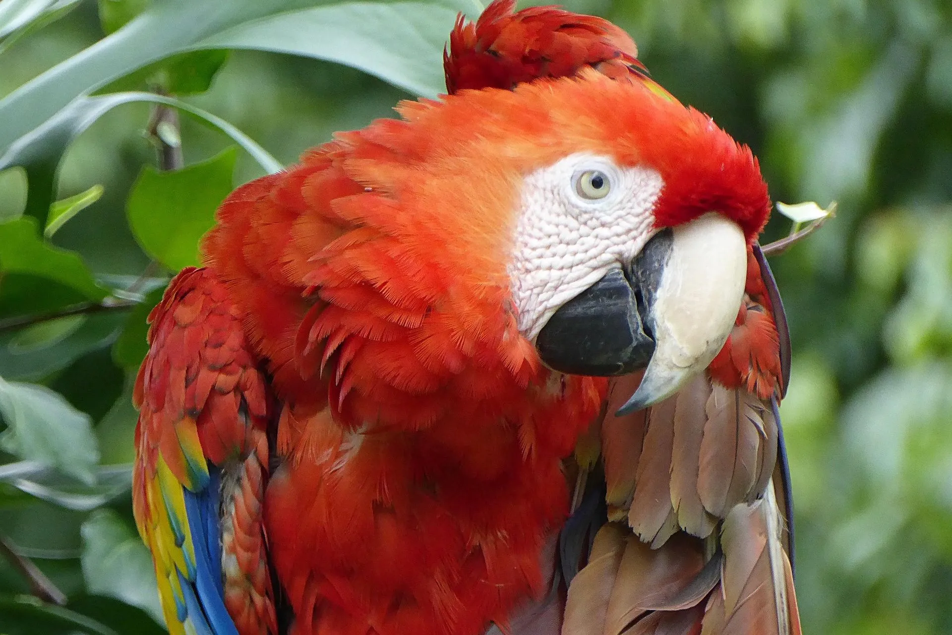 Tikal National Park Red parrot in the Jungle, Guatemala
