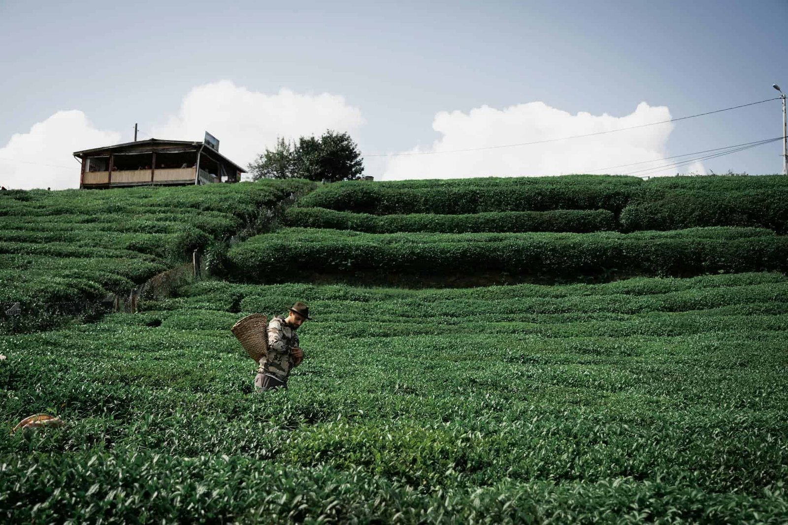 Farmer with Basket on Rural Tea Field in Rize, Türkiye