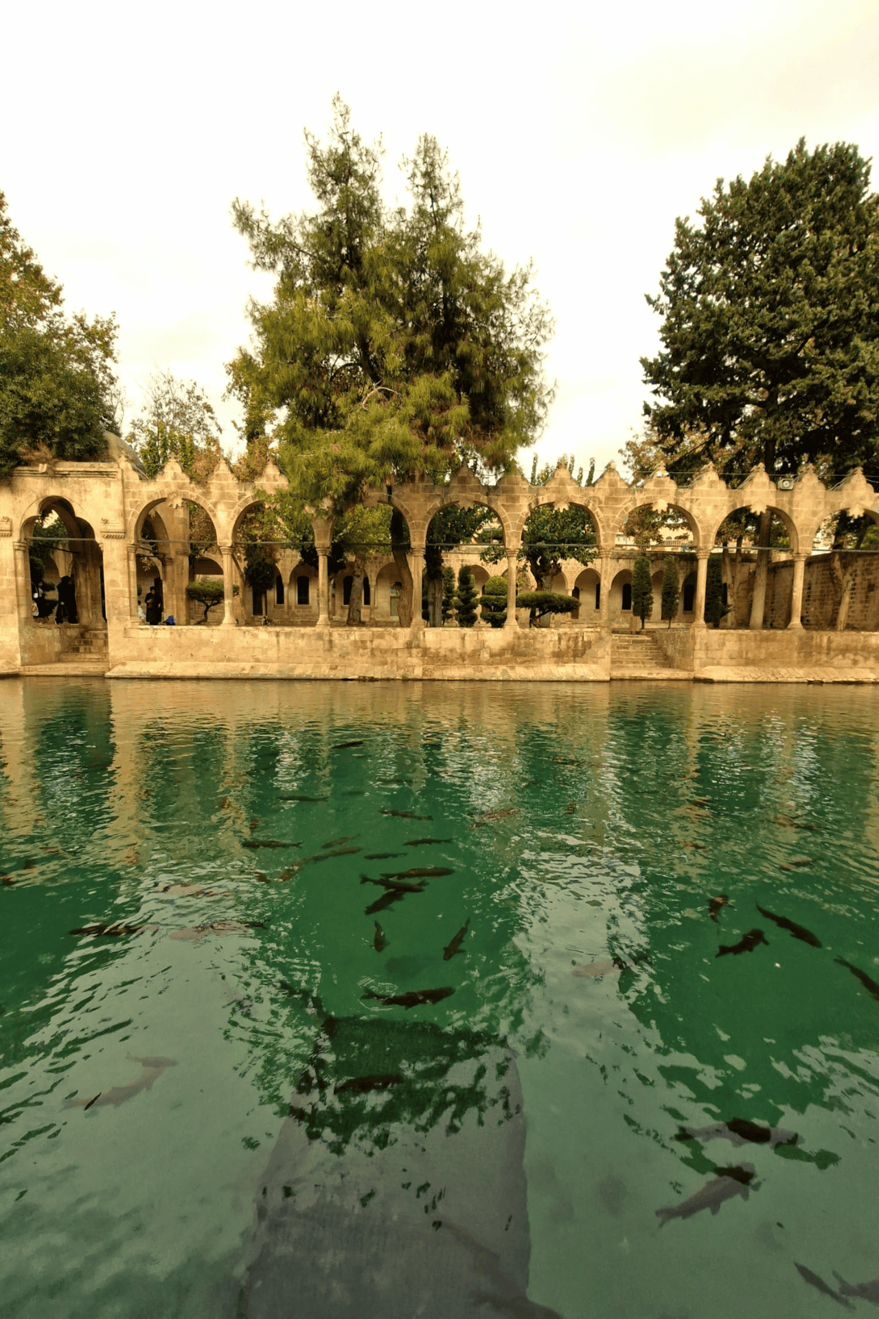 The Pool of the Sacred Fish at Balıklıgöl in Şanlıurfa, Türkiye