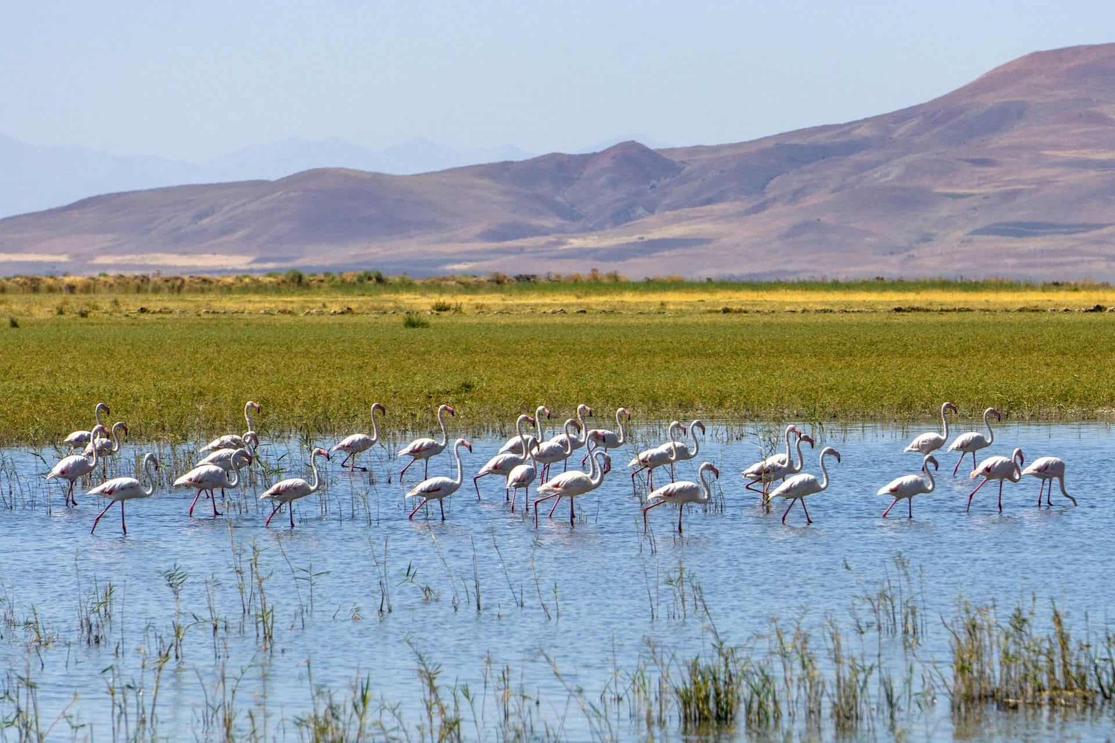 View of the Van Lake with Birds, Türkiye