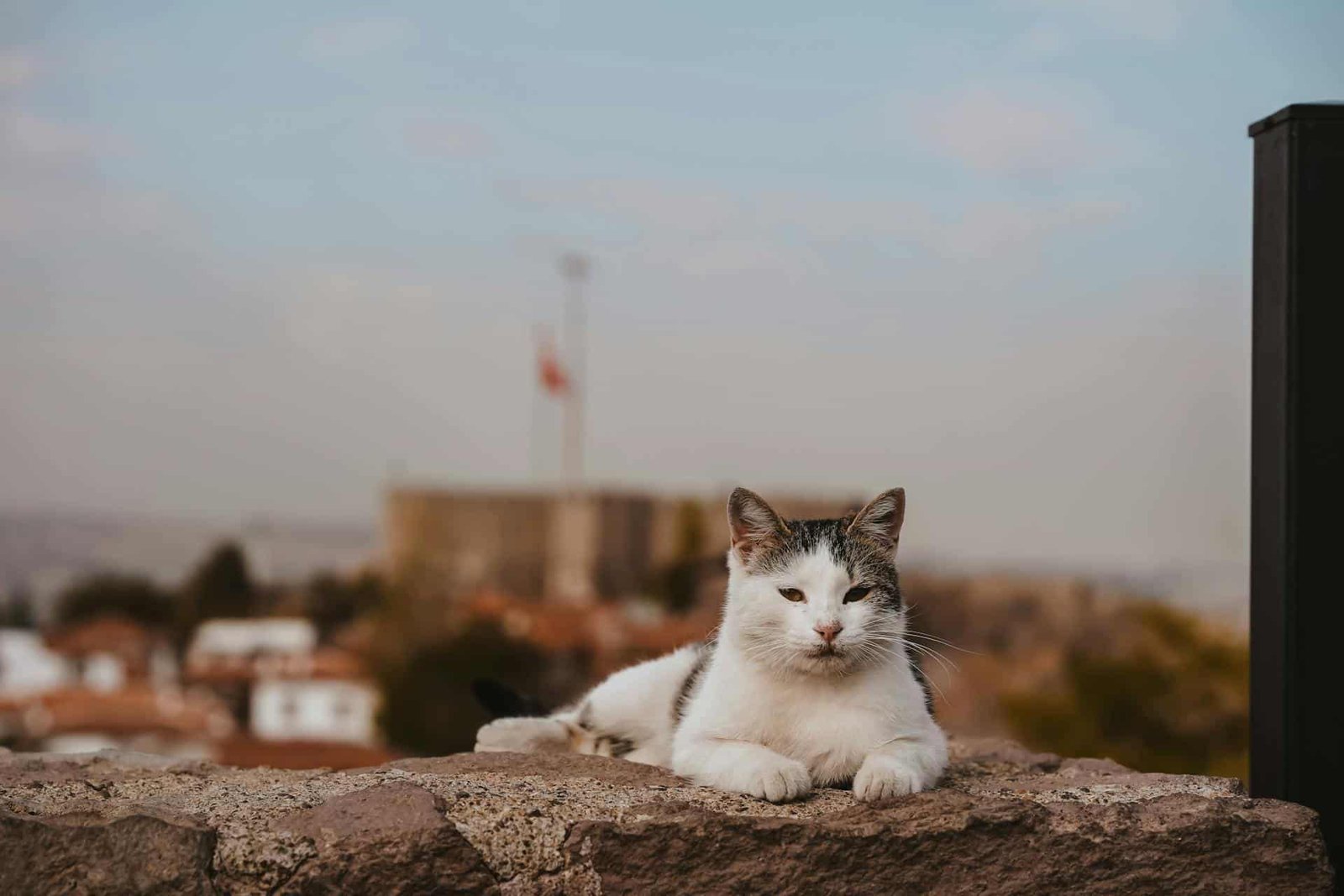 Cat Lying Down on a Wall in Ankara, Türkiye