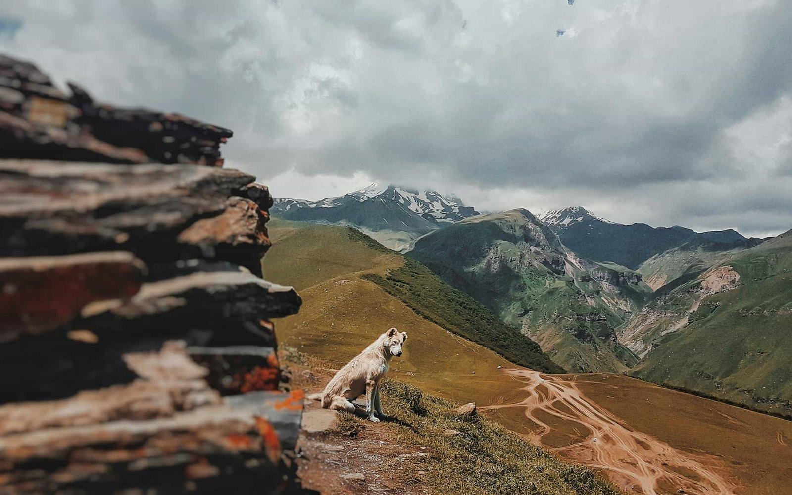 Dog Sitting on Slope, Georgia