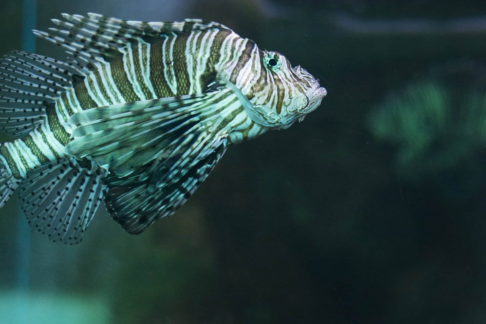 A view on a fish in the Zoo and Africarium of Wrocław, Poland