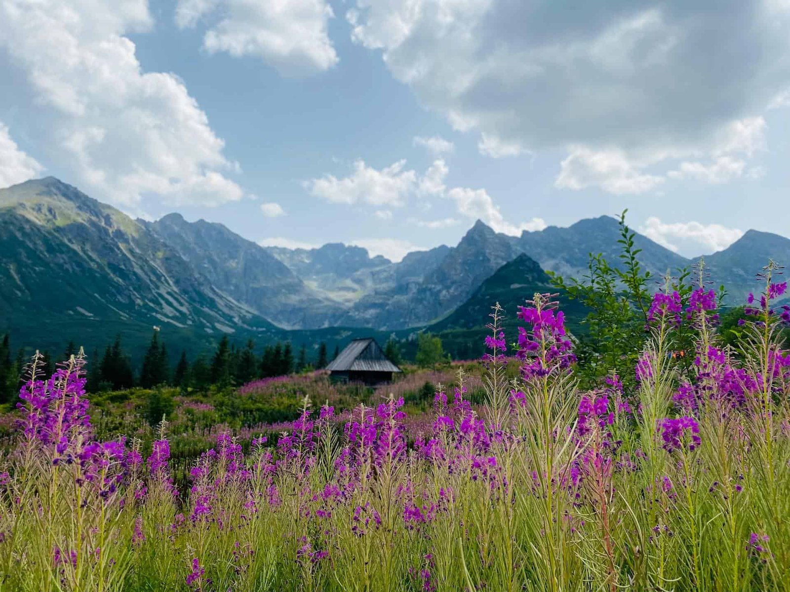 A view on Flowers on Meadow in the Tatras Mountains in Zakopane, Poland